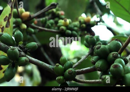 Eine Nahaufnahme einer grünen Kaffeebohnen, die vom Coffee-Baum hängen Stockfoto
