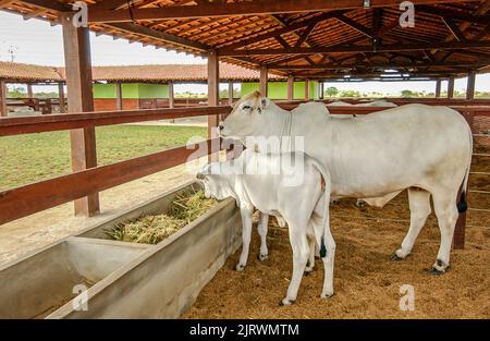 Rinder. Nelore Kuh und Kalb auf dem Bauernhof in Campina Grande, Paraiba, Brasilien am 2. Oktober 2004. Stockfoto