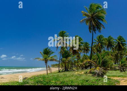 Imbassai Beach, in der Nähe von Salvador, Bahia, Brasilien am 15. Oktober 2016. Kokosnusshain am Meer. Stockfoto