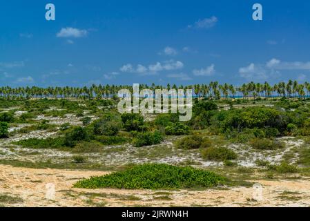 Imbassai Beach, in der Nähe von Salvador, Bahia, Brasilien am 15. Oktober 2016. Kokosnusshain am Meer. Stockfoto