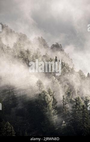 In den Pinien eines bewaldeten Hügels hängt eine Wolke Stockfoto