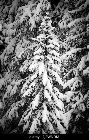 Schwarz-Weiß-Fotografie von schneebedeckten Ästen von Kiefern Stockfoto