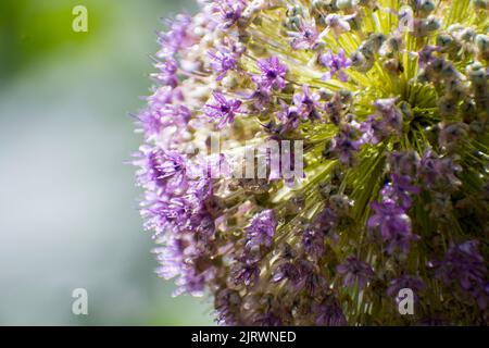 Detail eines großen purpurnen Allium-Blütenkopfes Stockfoto