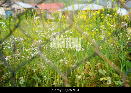 Senfanbau hinter dem Netz in Sillery Gaon, einem unkonventionellem Reiseziel in Kalimpong Stockfoto