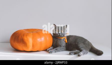 Britische Katze und ein großer Kürbis auf einem weißen Tisch. Herbst- oder Thanksgiving-Tageskonzept. Lustige Katze mit oranger Schleife. Platz für Text. Stockfoto