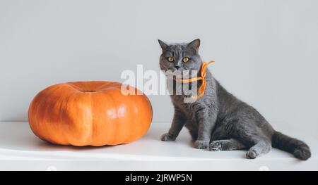 Kürbis und Katze auf weißem Hintergrund. Süße britische Katze mit einem großen reifen Kürbis. Thanksgiving, Herbstkonzept. Stockfoto