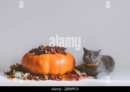 Britische Katze mit einem Kürbis auf weißem Hintergrund. Thanksgiving- oder Herbstkonzept. Schöne Herbstdekoration mit einem Kürbis, trockenen Blättern, Beeren und Stockfoto