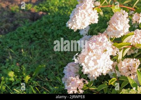 Wunderschöner weißer kegelförmiger Blütenkopf aus panicled Hortensia Hydrangea paniculata, ornamentaler Laubstrauch im Park Stockfoto