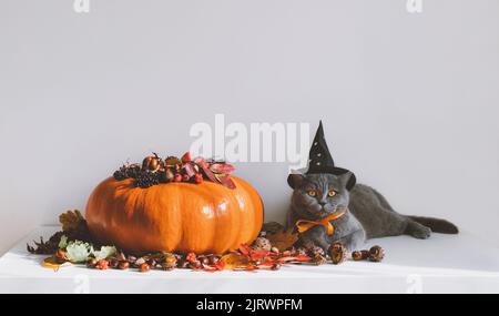 Britische Katze in einem schwarzen Hexenhut und großem Kürbis auf weißem Hintergrund. Lustige Halloween Katze. Herbstdekoration mit Kürbis. Speicherplatz kopieren. Stockfoto