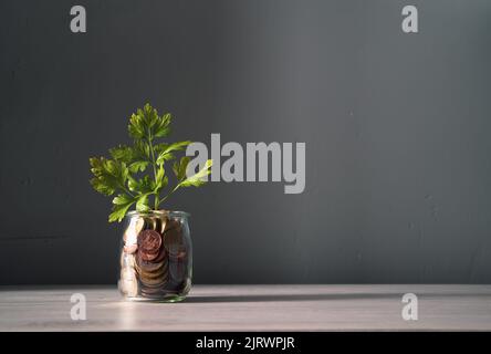 Pflanze Sprossen wachsen in einem Glas voller Münzen auf Holz Hintergrund gespeichert oder investiert für einen Zweck. Stockfoto