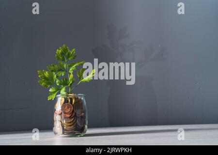 Pflanze Sprossen wachsen in einem Glas voller Münzen auf Holz Hintergrund gespeichert oder investiert für einen Zweck. Stockfoto