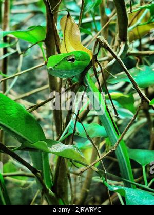 Eine vertikale Aufnahme einer leuchtend grünen Schlange, die sich in einem Busch versteckt Stockfoto
