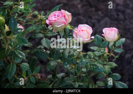 Rosa Eden Rose 85,Pierre de Ronsard,beliebte Kletterrose mit großen, alten, karminrosa und cremefarbenen Blüten mit Blütenblättern, die mit Wassertropfen bedeckt sind Stockfoto