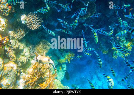 Maskierter Kugelfisch (Arothron diadematus) und indopazifische Feldwebel (Abudefduf vaigiensis) am Korallenriff im Roten Meer im Ras Mohammed Nationalpark, Sina Stockfoto