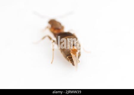 Ein Männchen der Dark Rover Ant (Brachymyrmex patagonicus) paart sich während eines Hochzeitsfluges mit einer alaten Königin, isoliert auf weißem Hintergrund. Stockfoto