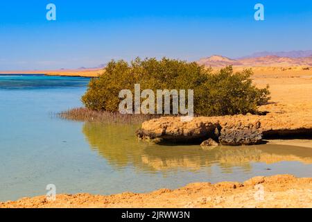 Mangrovenbäume im Ras Mohammed Nationalpark, Sinai Halbinsel in Ägypten Stockfoto