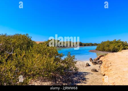 Mangrovenbäume im Ras Mohammed Nationalpark, Sinai Halbinsel in Ägypten Stockfoto