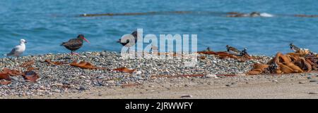 Verschiedene Austernfischer (Haematopus unicolor) und Möwe an der Küste mit Meer im Hintergrund Stockfoto