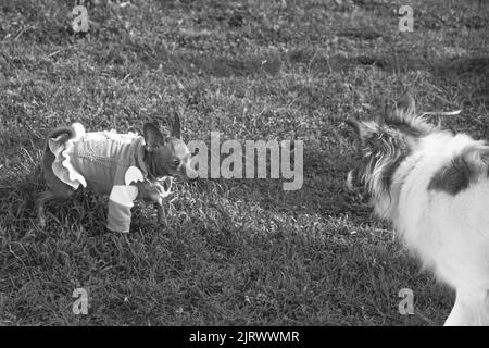 Intensive Hunde starren (kleiner vs mittelgroßer Hund). Die kleinen Hunde haben einen Pullover und sind ein Miniatur Pinscher Stockfoto