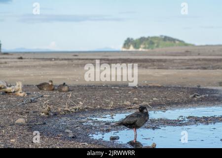 Variabler Austernfischer (Haematopus unicolor), Watvögel aus Neuseeland Stockfoto