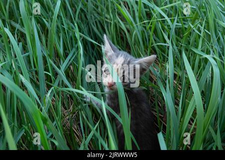 Kleine großäugige Kätzchen im grünen Gras. Stockfoto