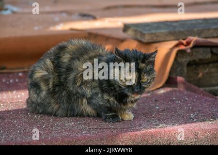 Goldene und schwarze Katze mit gelben Augen auf rotem Grund Stockfoto