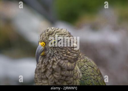 Porträt-Nahaufnahme eines Kea-Papagei-Bergvogels, der nur in Neuseeland lebt Stockfoto