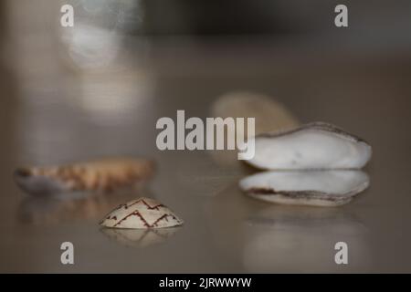 Verschiedene Muscheln Nahaufnahme mit weichem Bokeh Hintergrund Stockfoto