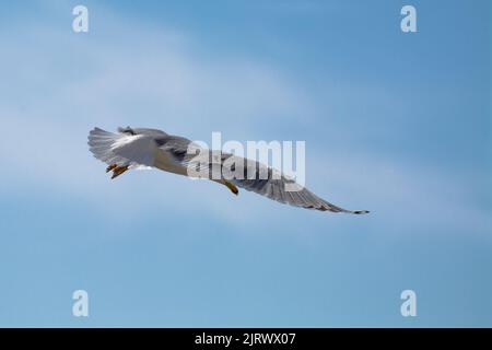 Möwe fliegt und schaut hinunter mit hellen Wolken im Hintergrund Stockfoto