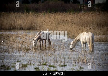 2 weiße Pferde im Wasser bei Naravni rezervat Škocjanski zatok, Koper Stockfoto