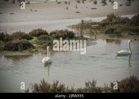 2 weiße stumme Schwäne (Cygnus olor) schwimmen Stockfoto