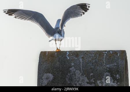 Möwe von hinten stehend auf dem Kamin mit ausgebreiteten Flügeln, bereit zum Fliegen Stockfoto