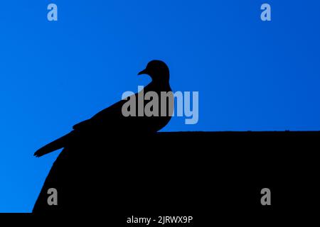 Schwarze Silhouette Taubenform auf dunkelblauem Himmel Hintergrund Stockfoto