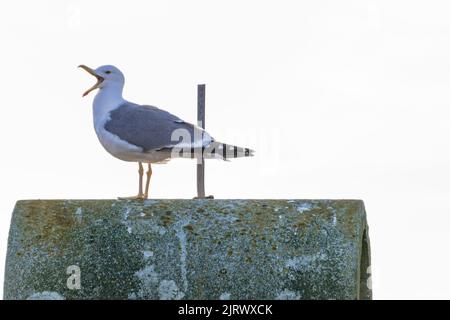 möwe steht mit dem Schnabel weit offen Mähen Stockfoto