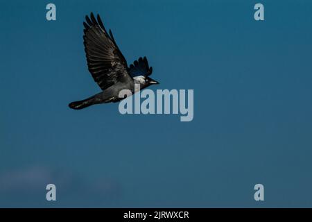 Schwarz-weißer Elster-Vogel, der in blauem Himmel fliegt Stockfoto