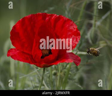 Bienen fliegen in Mazedonien in Richtung roter Mohnblume Stockfoto