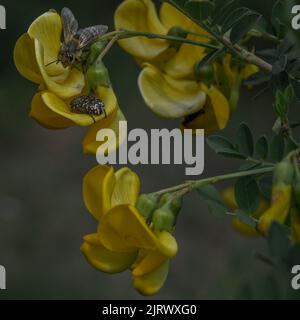 Nahaufnahme der Honigbiene, die im Frühjahr Pollen und Nektar von einer gelben Blume sammelt. Weicher Hintergrund. Stockfoto