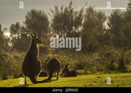 Die Familie Kangaroo hängt bei Sonnenuntergang in der Natur nahe am Wasser Stockfoto