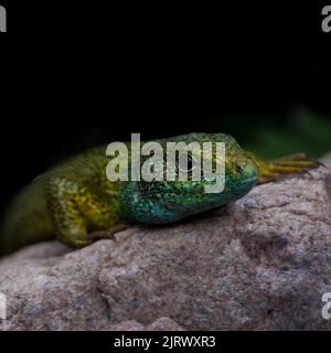 Europäische grüne Eidechse (Lacerta viridis), die in blauen, grünen und braunen Farben auf Felsen klettern Stockfoto