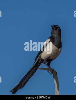 Schwarz-weißer Elster-Vogel von unten mit blauem Himmel im Hintergrund Stockfoto