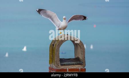 möwe, die auf einem Bein steht und Flügel ausbreitet Stockfoto