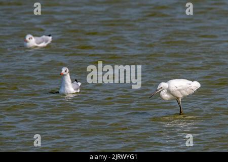 Der kleine Reiher (Egretta garzetta), der im Sommer im seichten Wasser des Teiches schwimmt, und zwei Schwarzkopfmöwen Stockfoto