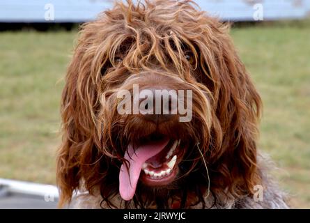 Porträt eines drahthaarigen, zeigenden Gänsegeiers oder Korthals Stockfoto