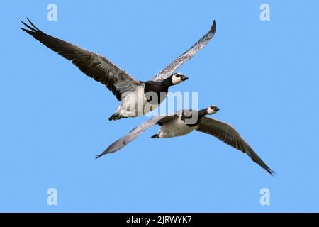 Zwei Weißwangengänse (Branta leucopsis) fliegen gegen den blauen Himmel Stockfoto