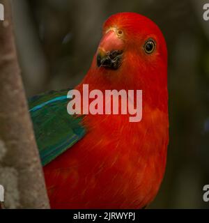 Australischer Königsparrot Nahaufnahme Stock Foto Stockfoto
