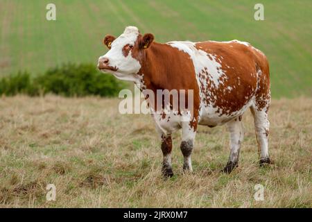 Nahaufnahme einer rot-weißen Ayrshire-Milchkuh, mit Blick nach links, mit aufgehobenem Kopf auf der Sommerweide.verschwommener Hintergrund, North Yorkshire, Großbritannien. Horizontal. C Stockfoto