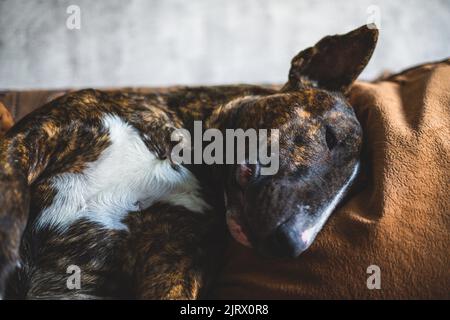 English Bull Terrier liegt auf der Couch mit dem Kopf auf dem Kissen Stockfoto