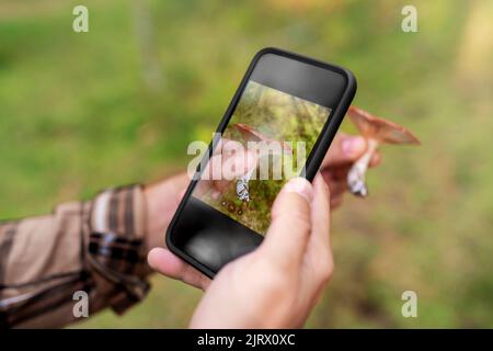 Hände verwenden Smartphone-App, um Pilze zu identifizieren Stockfoto