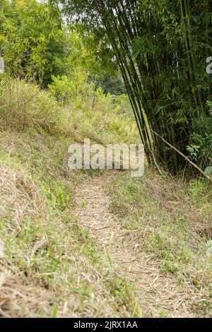 Waldweg mit Bambus, die den Berggipfel in Teresopolis rio de janeiro Brasilien erreichen. Stockfoto