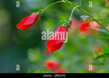 Roter Hibiskus im Freien mit verschwommenem Hintergrund in Rio de Janeiro - Brasilien Stockfoto